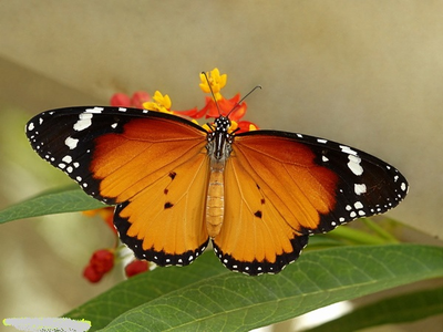 Салют из 17 тропических бабочек.