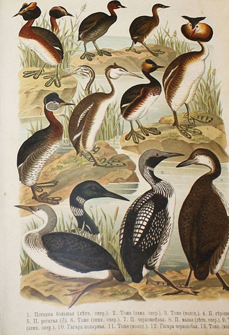 Холодковский Н.А., Силантьев А.А. Птицы Европы. СПб.: Тип. А.Ф.Девриена, 1901.