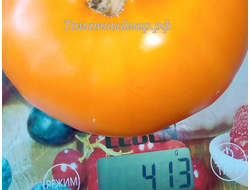 Томат Японское томатное дерево (Japanese tomato tree)