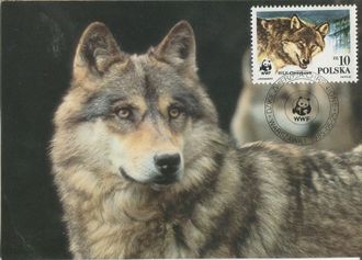 КМ. Польша. Волки
