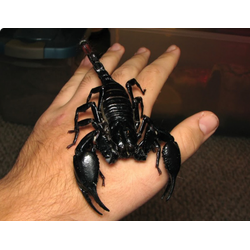 Heterometrus spinifer