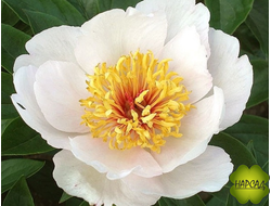 ПИОН "РЕКВИЕМ" (зимовавший саженец)