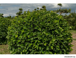 Топиар Боярышник обыкновенный в форме шара