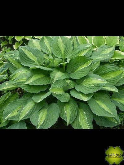 Хоста «Стриптиз» КРАСИВАЯ ФОРМА (рост до 60х60 см)