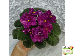 РМ-Финикийская Принцесса (Н. Скорнякова) 2023 г. (лист посажен 05.10.25)