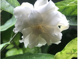 WRIGHTIA ANTIDYSENTERIСА Double flowers / Райтия Антидизентерика махровая / холарена махровая