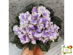 Leo-Древній Львів (Иваницкий)