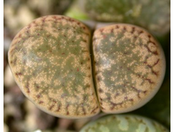 Lithops bromfieldii v.insularis C042 (MG) - 10 семян