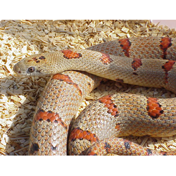 Королевская змея Тэйера