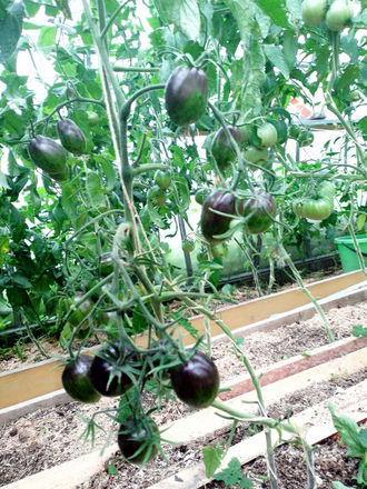 Семена томата Шеф-повар Поль Бокюз Гном / *нов 2025