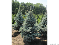 Ель Фюрст Бисмарк - Fürst Bismarck