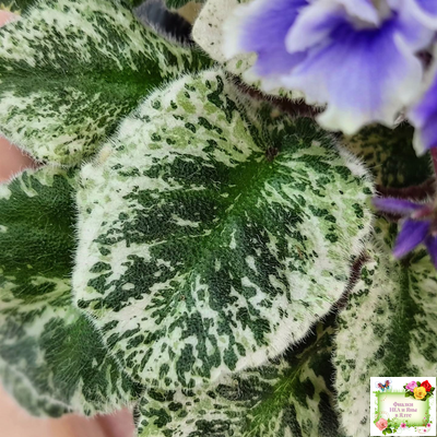 Shirl's Ruffled Petticoat (S. Sanders) (9159) 12/24/2002