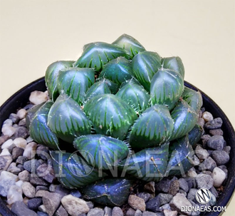 Хавортия Купера Пилифера - Haworthia cooperi var. pilifera, Haworthia cooperi Baker