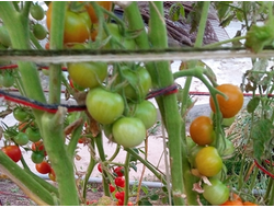 Томат Bajawa (Баджава, Индонезия)