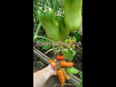 Томат Банан пестрый