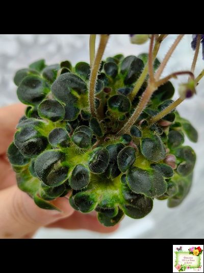 Mac&#039;s Pizza Pizzicato (G. McDonald) 01/31/2008 (гёрл-лист)