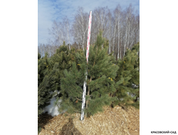 Кедр - фото в питомнике 2 - красовский-сад.рф