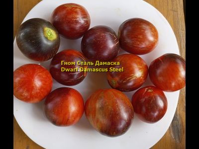 Томат Гном Сталь Дамаска (Dwarf Damascus Steel)