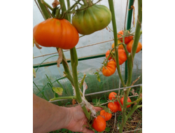 Томат Лампа Алладина