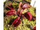 Dionaea muscipula Pink venus