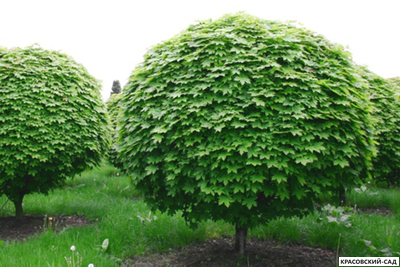 Клен остролистный Глобосум - Globosum