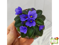 Rob's Twinkle Blue (R.Robinson)