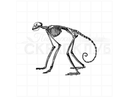 штамп винтажный скелет обезьяны