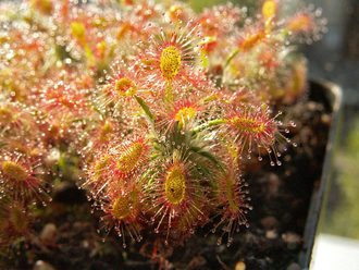 Геммы Drosera Dichrosepala