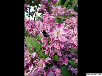 Дейция гибридная Строуберри Филдс