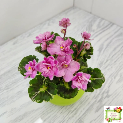 Snuggles Little Girl (S. Sorano) (пестролистный гёрл)