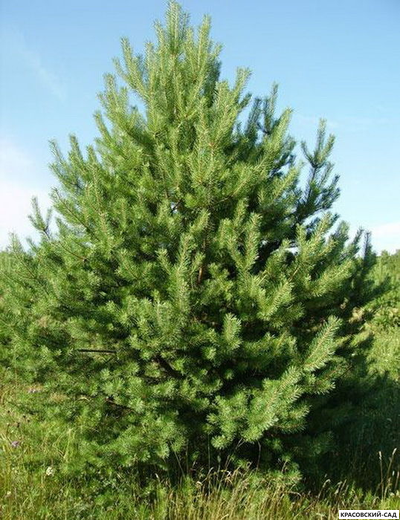 Сосна Дирхэв - Dyrehave