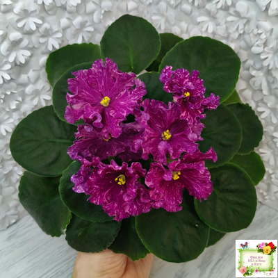 АВ-Тайны Востока (Фиалковод) 2022 г. (детка)