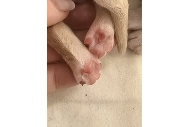 Маленькие пяточки