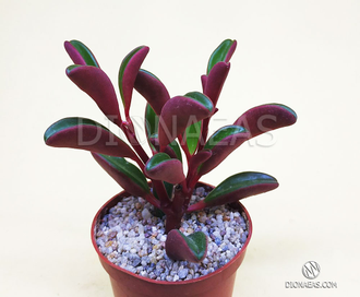 Peperomia graveolens - Пеперомия Гравеоленс