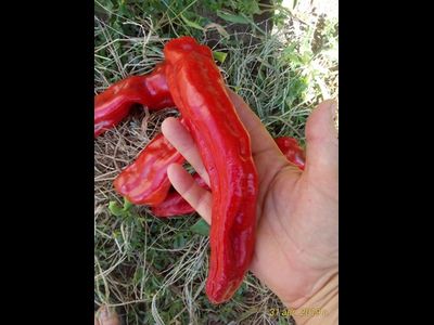 Перец сладкий Тронтароло (Trontarolo) Италия