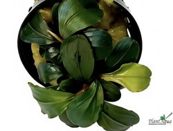 Буцефаландра sp. Pandora Queen (горшок)