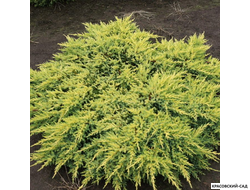 Можжевельник обыкновенный Мейер в сетке и мешковине готова к доставке - Красовский-Сад.рф