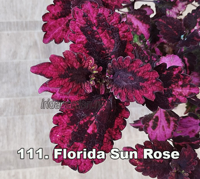 Колеус Florida Sun Rose