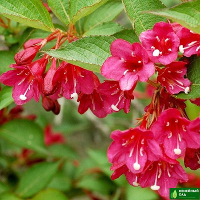 Вейгела "Ева Ратке"