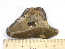 Кремень, необработанный "дикий" образец, Россия (61*46*32 мм, 80 г) №17550