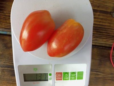 Томат Гном Затонувший персик (Dwarf Sunkissed Peach), США, Австралия