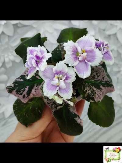 Mac&#039;s Jubilant Jamboree (G.McDonald) (Макс Джубилэнт Джэмбори)