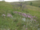 Монарда дудчатая (Monarda fistulosa) (5 мл) - 100% натуральное эфирное масло