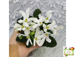 Lunar Lily white (селекционер неизвестен) (лист укоренённый)