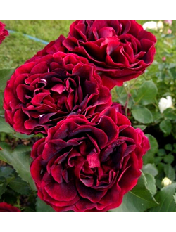 Эпоха Мондадори (Epoca Mondadori)