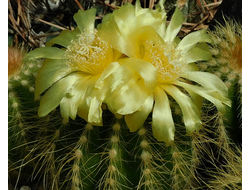 Eriocactus warasii VG-1666 - 5 семян