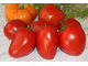 Zore’s big red