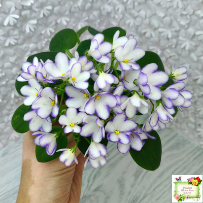 2А-Проба Пера (Е. Кольцова) 2024 г.