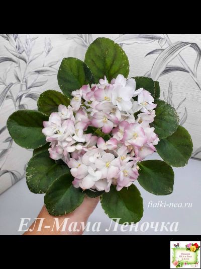 ЕЛ-Мама Леночка (Л. Еременко) (сортовой стартер)