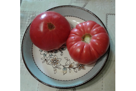 Дакоста португальская